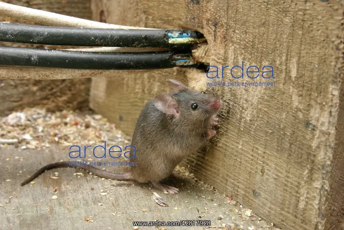 : House Mouse - By chewed electrical cables : House Mouse - By chewed electrical cables