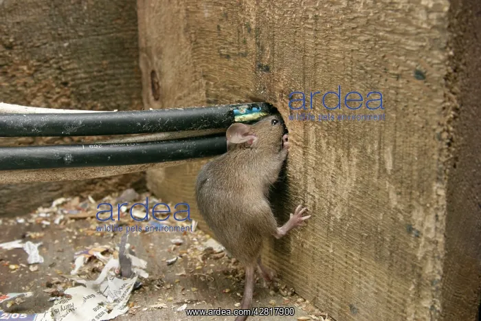 : House Mouse - Chewing hole by electrical cables : House Mouse - Chewing hole by electrical cables