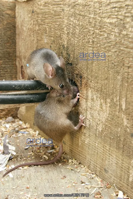 : House Mouse - Two chewing hole by electrical cables : House Mouse - Two chewing hole by electrical cables