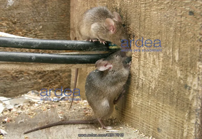 : House Mouse - Two chewing hole by electrical cables : House Mouse - Two chewing hole by electrical cables
