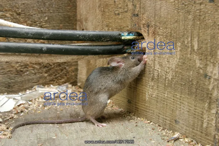 : House Mouse - Chewing hole by electrical cables : House Mouse - Chewing hole by electrical cables
