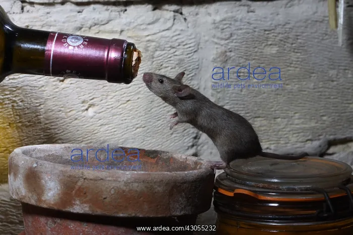 : House Mouse before a domestic bottle of wine : House Mouse before a domestic bottle of wine