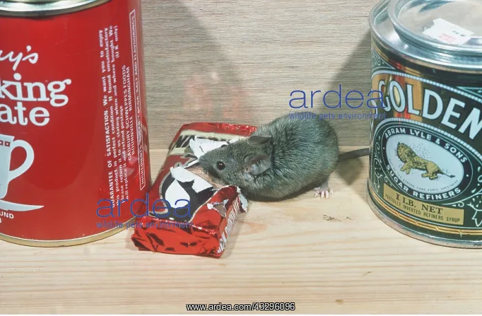 : HOUSE MOUSE - eating through food packaging : HOUSE MOUSE - eating through food packaging