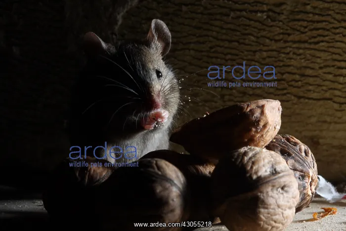 : House Mouse eating nuts : House Mouse eating nuts