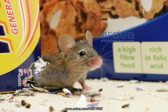 : House Mouse - Exits hole in cereal packet : House Mouse - Exits hole in cereal packet