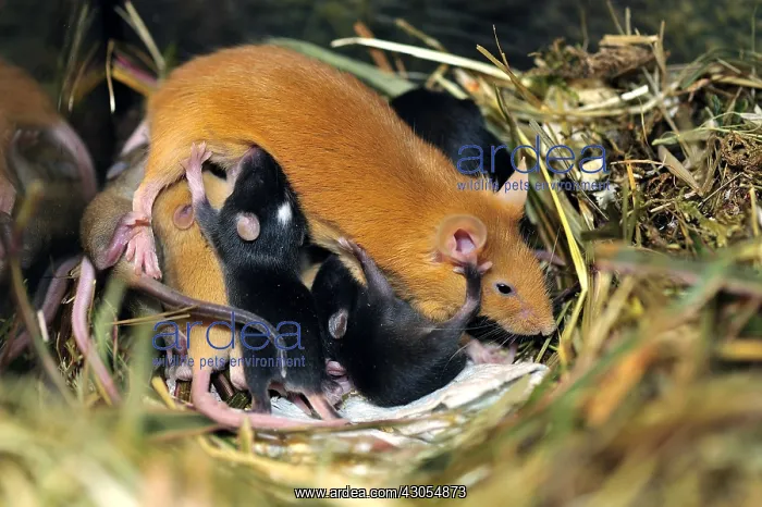 : House mouse female nursing her young 10 days : House mouse female nursing her young 10 days