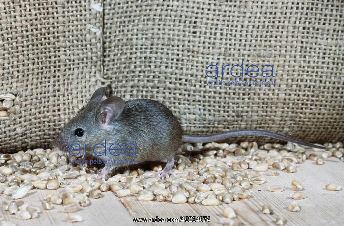 : HOUSE MOUSE - with grains and sacking : HOUSE MOUSE - with grains and sacking