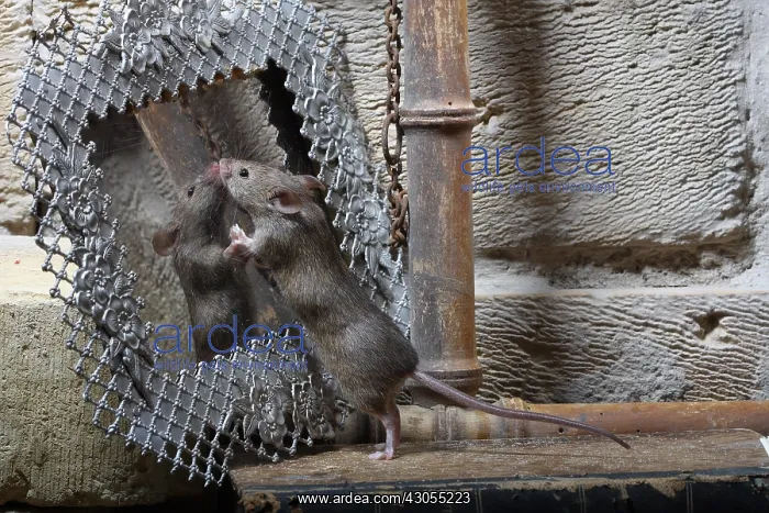 : House Mouse against a little mirror : House Mouse against a little mirror