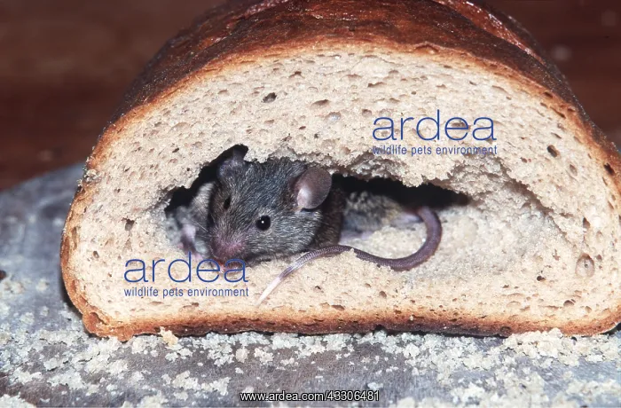 : HOUSE MOUSE - in loaf of bread : HOUSE MOUSE - in loaf of bread