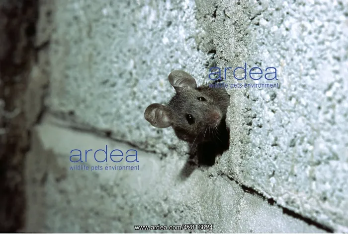 : HOUSE MOUSE - looking out from wall : HOUSE MOUSE - looking out from wall