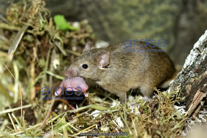 : House mouse male carrying her newborn : House mouse male carrying her newborn