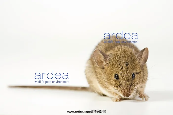 : House Mouse (Mus musculus) : House Mouse (Mus musculus)