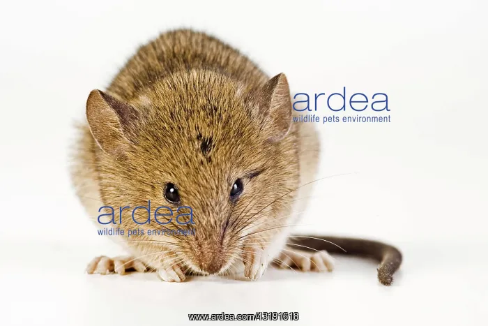  : House Mouse (Mus musculus)