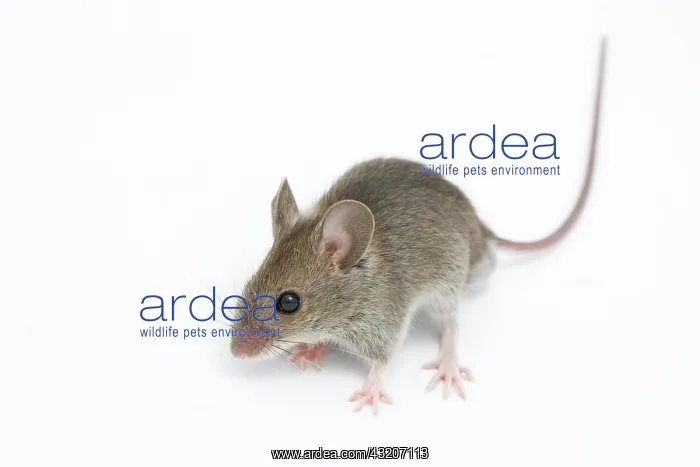 : House mouse (mus musculus) : House mouse (mus musculus)