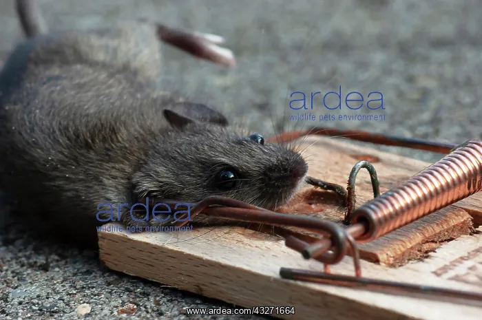 : House mouse (Mus musculus) in the mousetrap, North : House mouse (Mus musculus) in the mousetrap, North