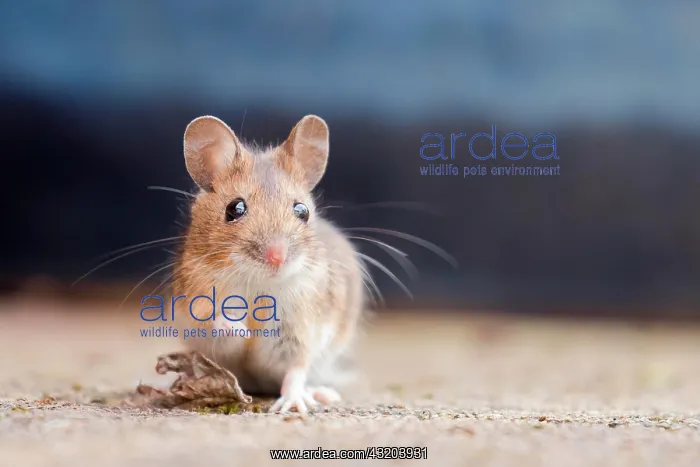 : House mouse (Mus musculus), Portrait, Hesse, Germany : House mouse (Mus musculus), Portrait, Hesse, Germany