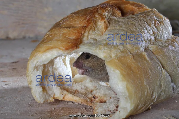 : House Mouse in a piece of bread : House Mouse in a piece of bread