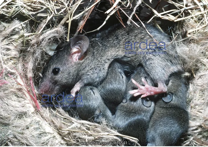 : HOUSE MOUSE - suckling young at 12 days : HOUSE MOUSE - suckling young at 12 days