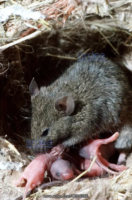 : HOUSE MOUSE - washing litter, 2 days old : HOUSE MOUSE - washing litter, 2 days old