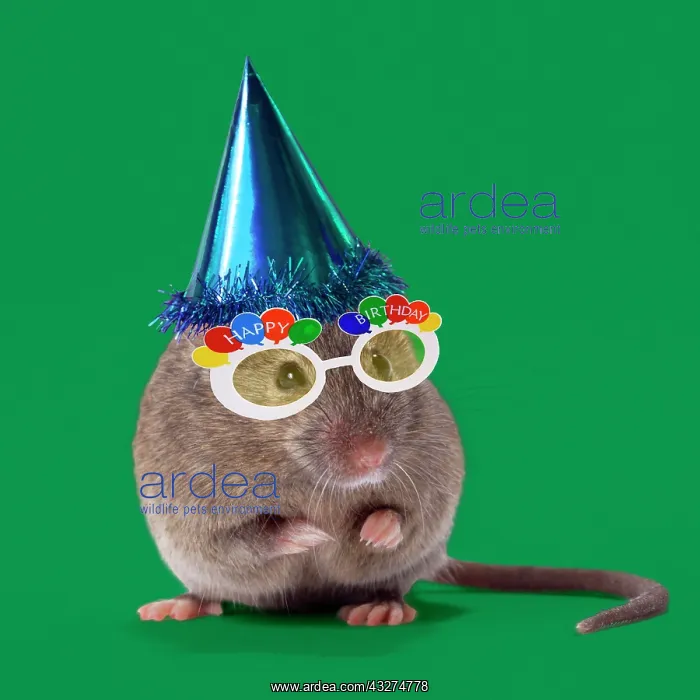 : House Mouse wearing a party hat and happy birthday glasses : House Mouse wearing a party hat and happy birthday glasses