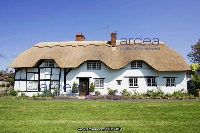 : House - Newly thatched 16th century black and white : House - Newly thatched 16th century black and white