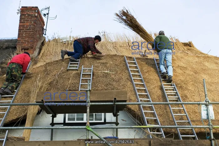 : House - Rural craftsmen on roof thatching cottage : House - Rural craftsmen on roof thatching cottage