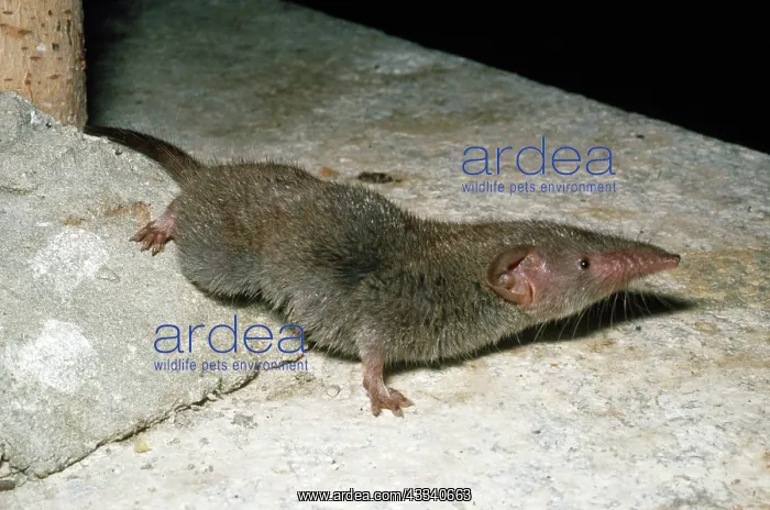  : HOUSE SHREW