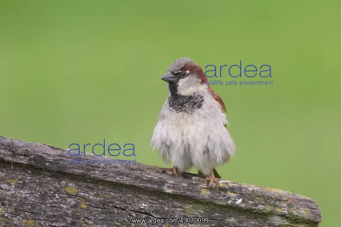 : House Sparrow : House Sparrow