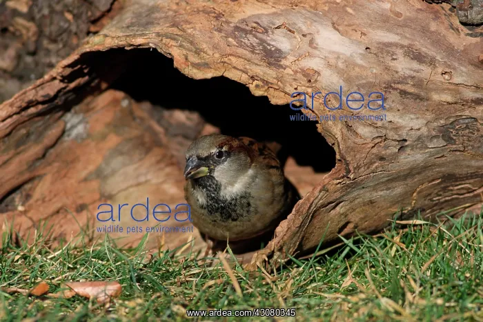 : House Sparrow : House Sparrow