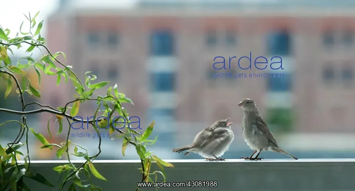 : House Sparrow : House Sparrow