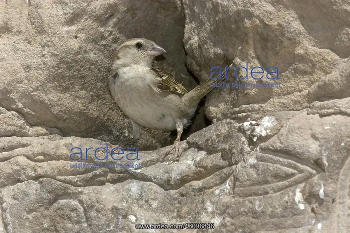 : House Sparrow : House Sparrow