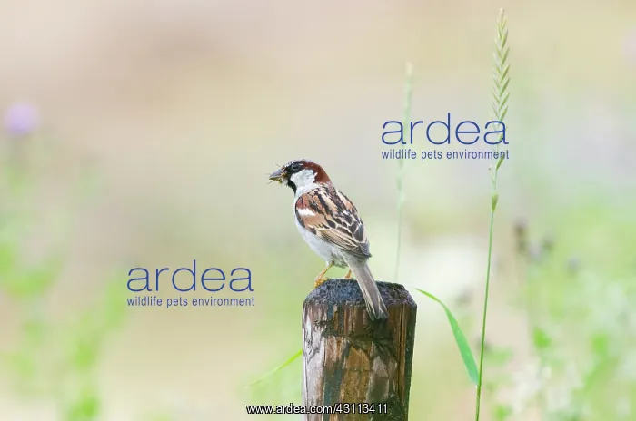 : House Sparrow : House Sparrow