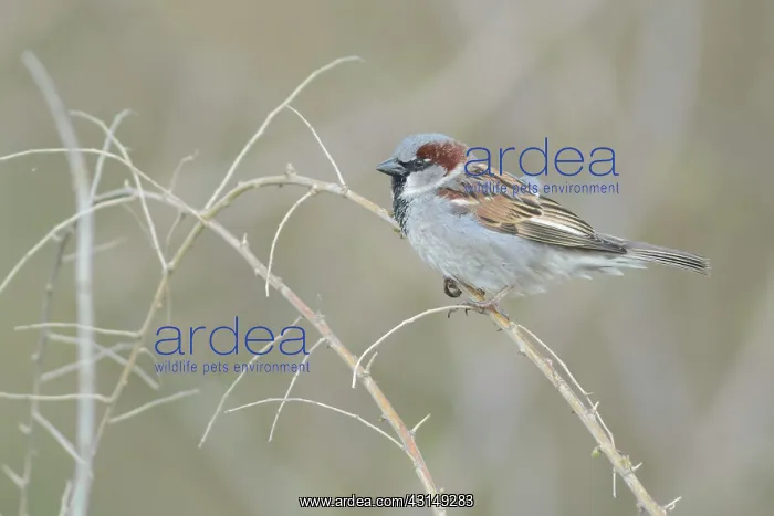 : House Sparrow : House Sparrow