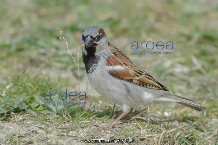 : House Sparrow : House Sparrow