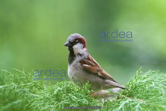 : House Sparrow : House Sparrow