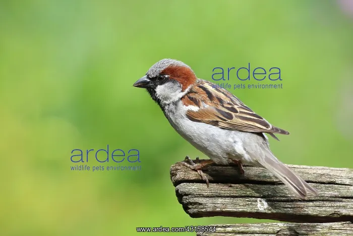 : House Sparrow : House Sparrow
