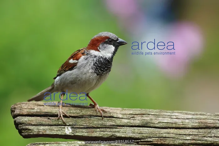 : House Sparrow : House Sparrow