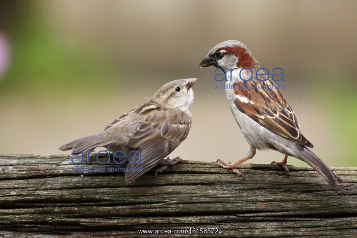 : House Sparrow : House Sparrow