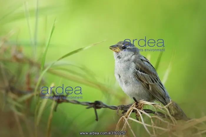 : House Sparrow : House Sparrow
