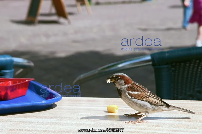 : House Sparrow : House Sparrow