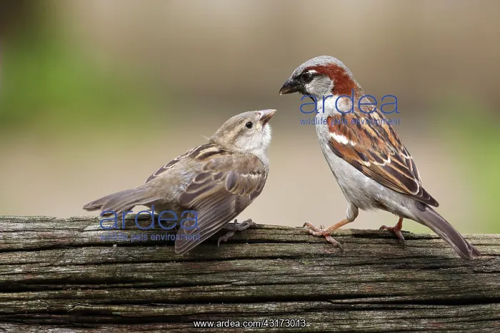 : House Sparrow : House Sparrow