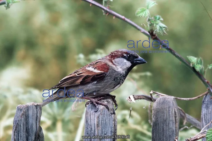 : HOUSE SPARROW : HOUSE SPARROW