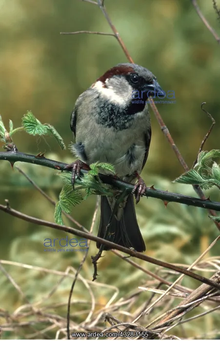 : HOUSE SPARROW : HOUSE SPARROW