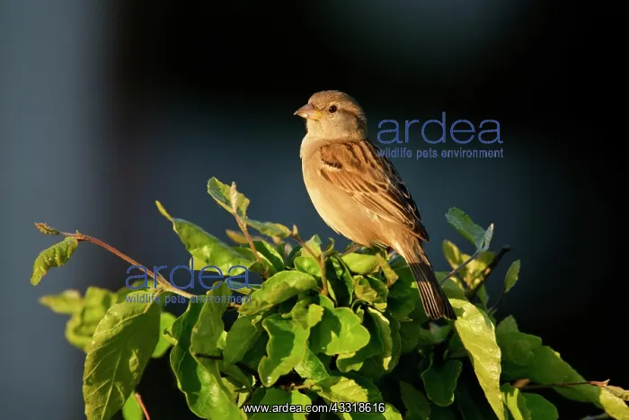 : House Sparrow : House Sparrow