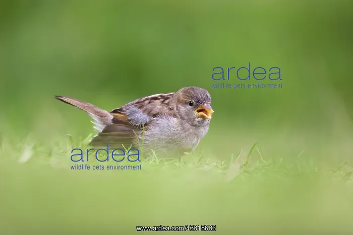 : House Sparrow : House Sparrow