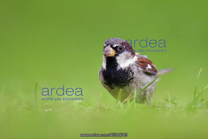 : House Sparrow : House Sparrow