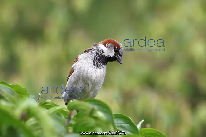 : House Sparrow : House Sparrow
