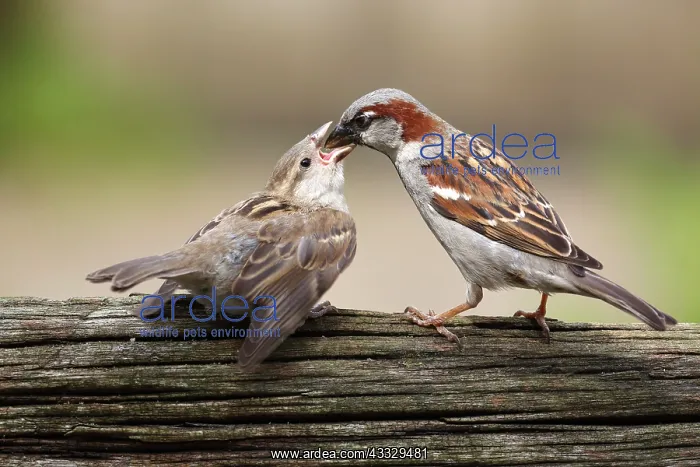 : House Sparrow : House Sparrow