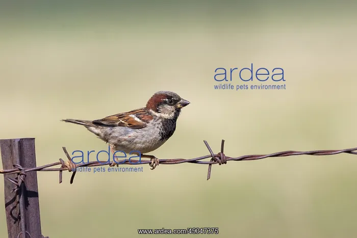  : HOUSE SPARROW