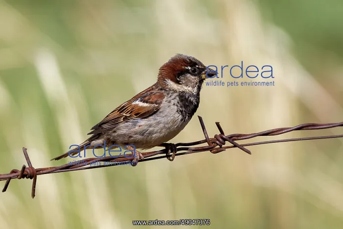  : HOUSE SPARROW